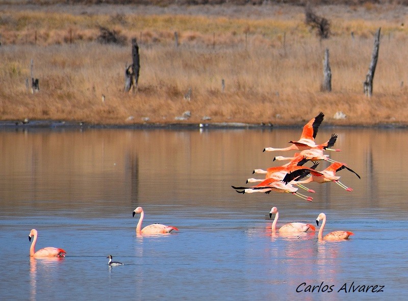 Chilean Flamingo - ML615463193