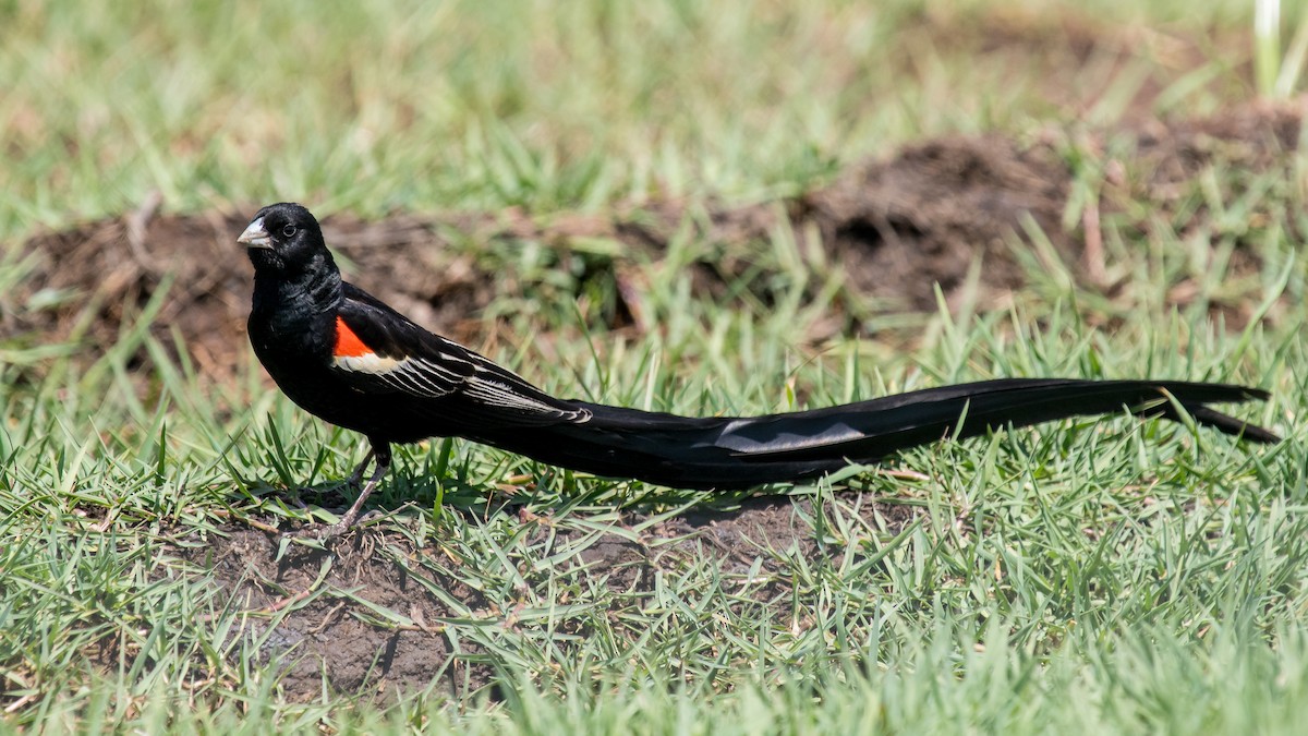 Long-tailed Widowbird - Daniel Danckwerts (Rockjumper Birding Tours)