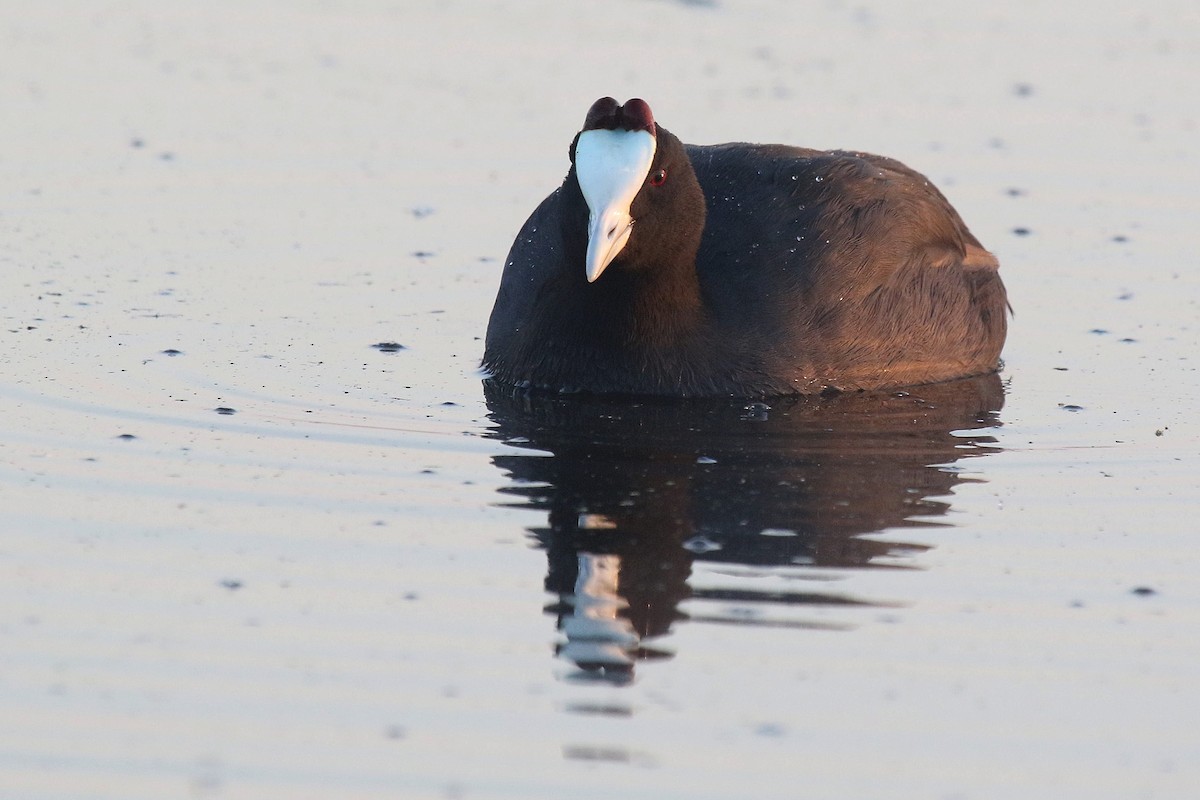 Red-knobbed Coot - ML615463386