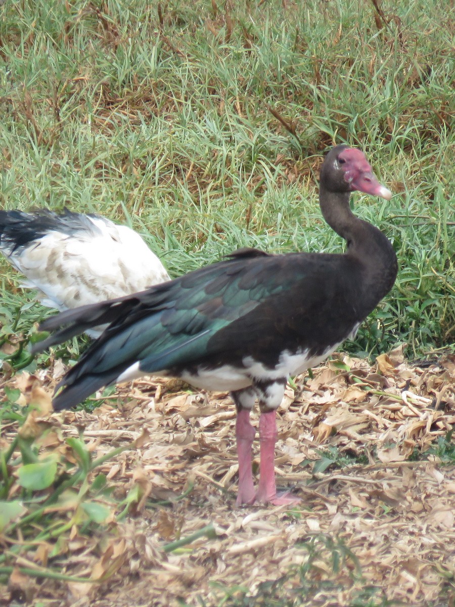 Spur-winged Goose (Southern) - ML615463621