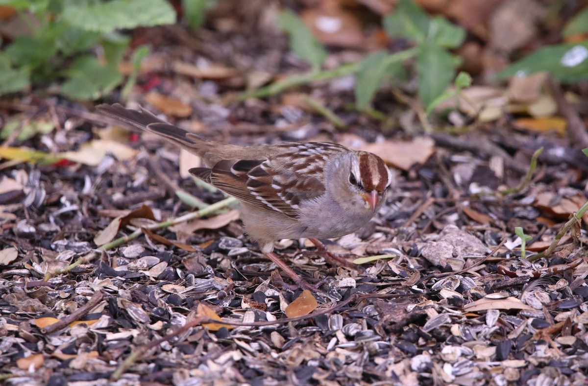White-crowned Sparrow (leucophrys) - ML615463848