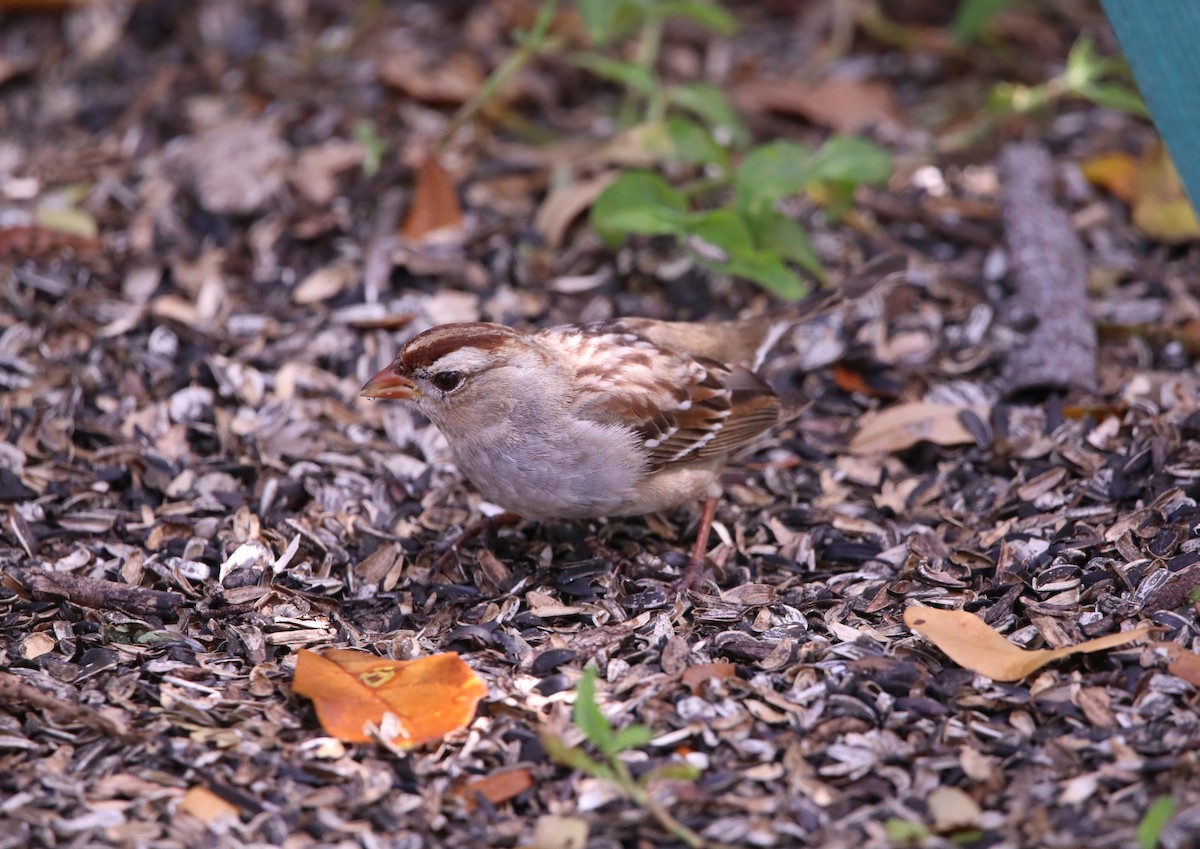 White-crowned Sparrow (leucophrys) - John Groskopf