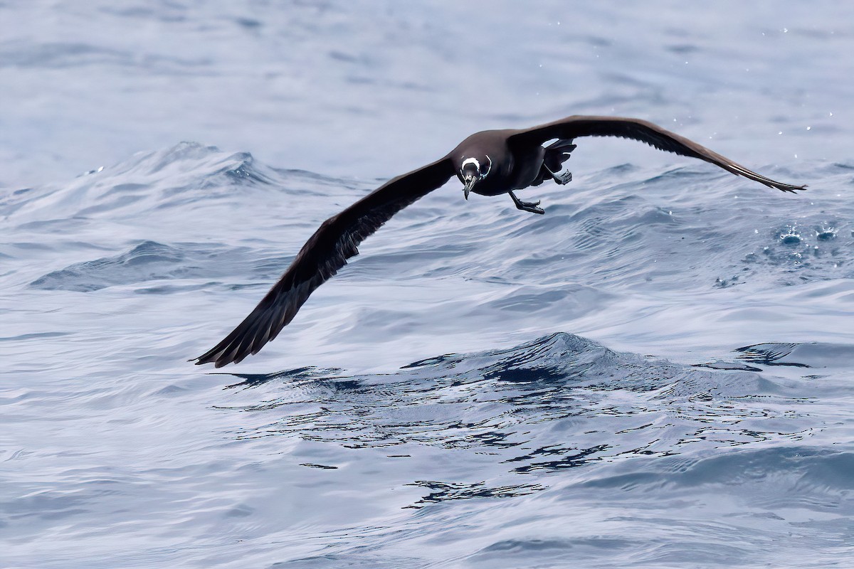 Spectacled Petrel - ML615463879