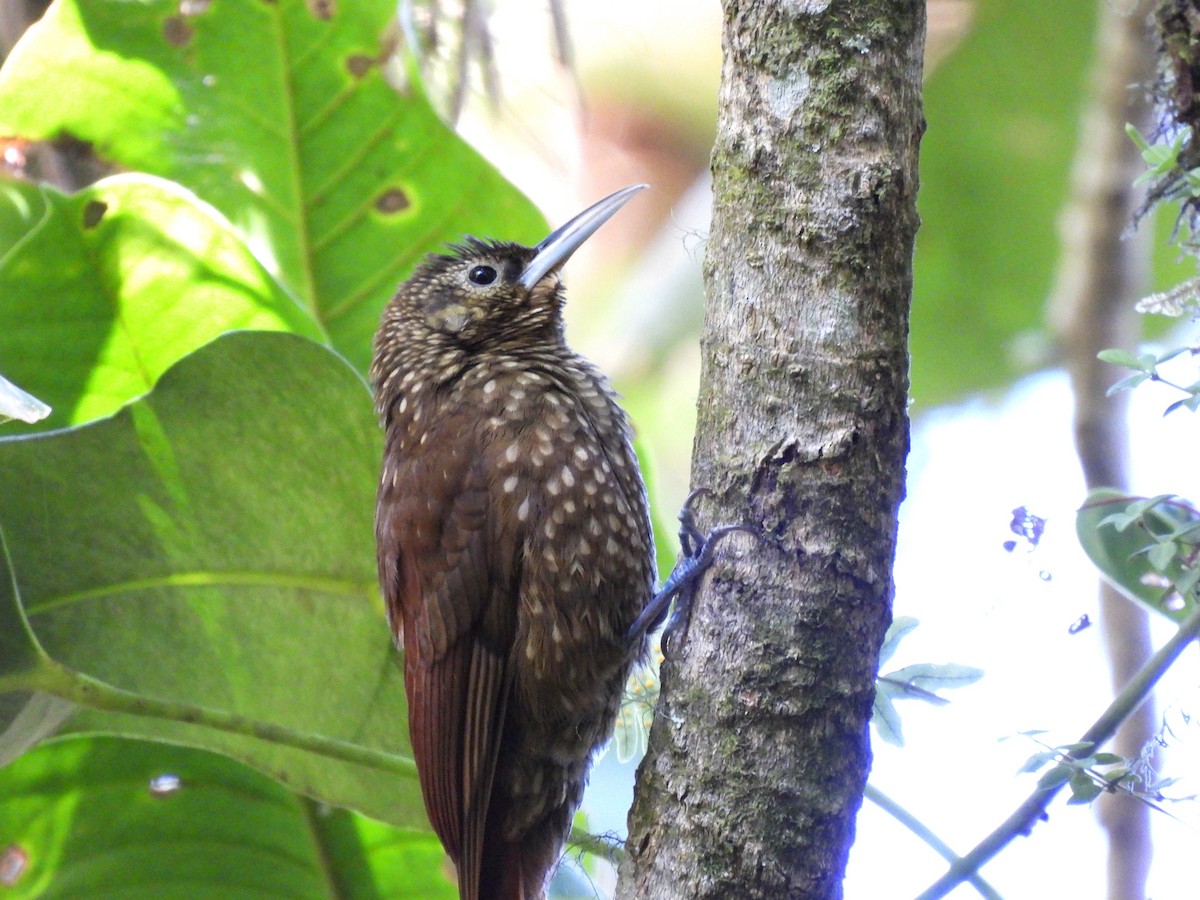 Spotted Woodcreeper - ML615463978