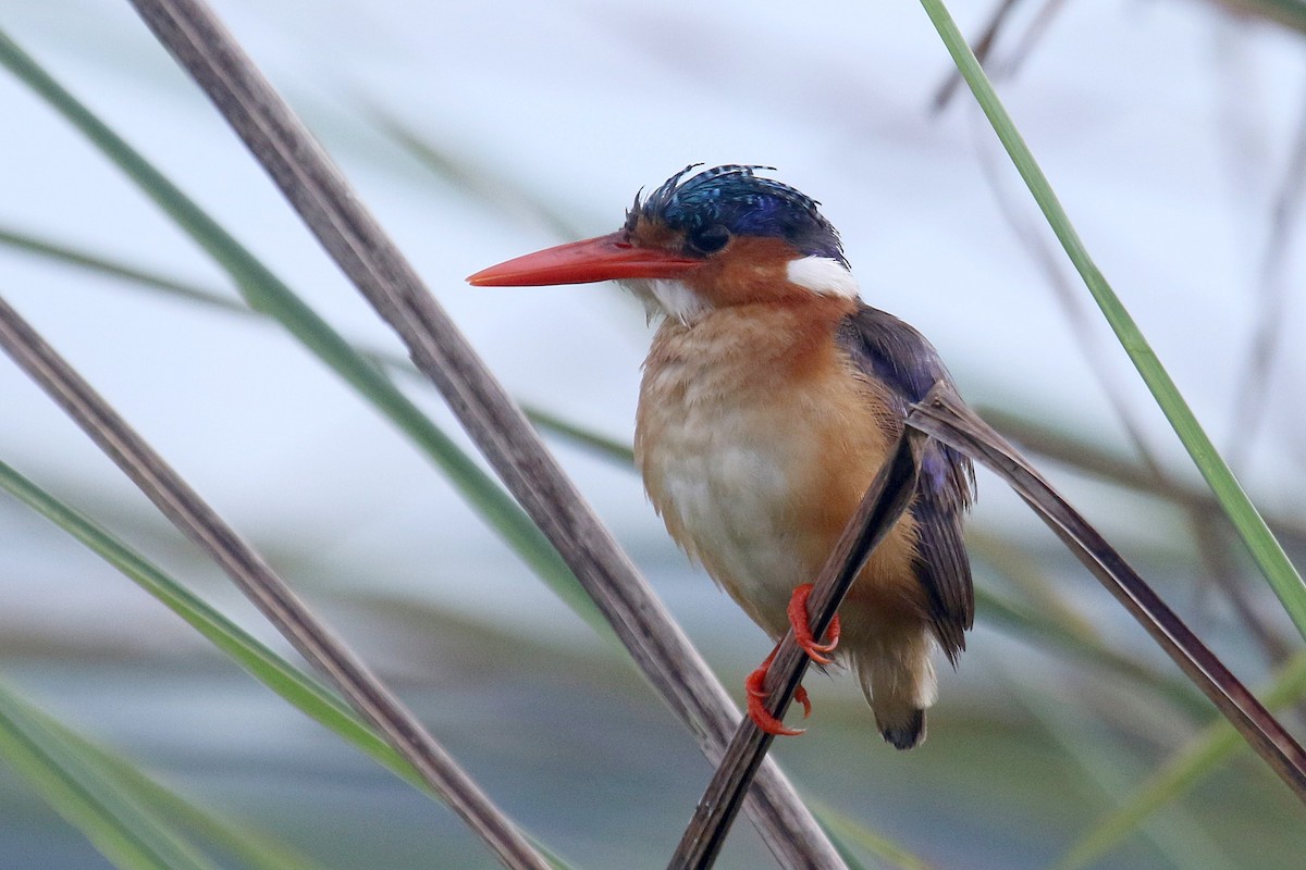 Malachite Kingfisher (Mainland) - Daniel Danckwerts (Rockjumper Birding Tours)