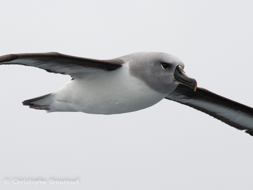 albatros šedohlavý - ML615464236