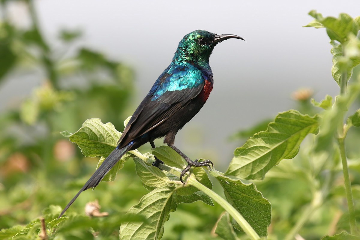 Red-chested Sunbird - ML615464247
