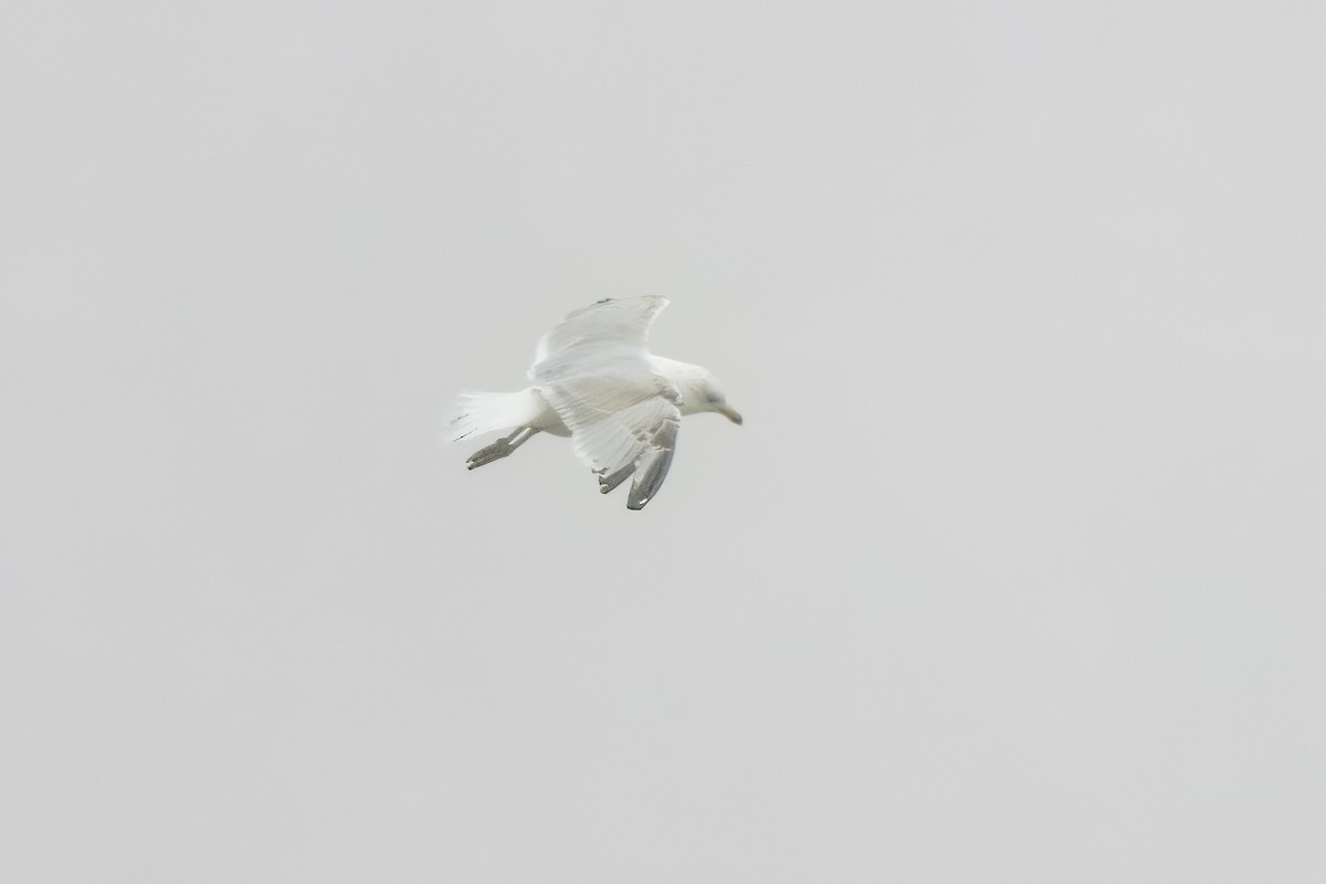 Herring Gull (European) - ML615464487