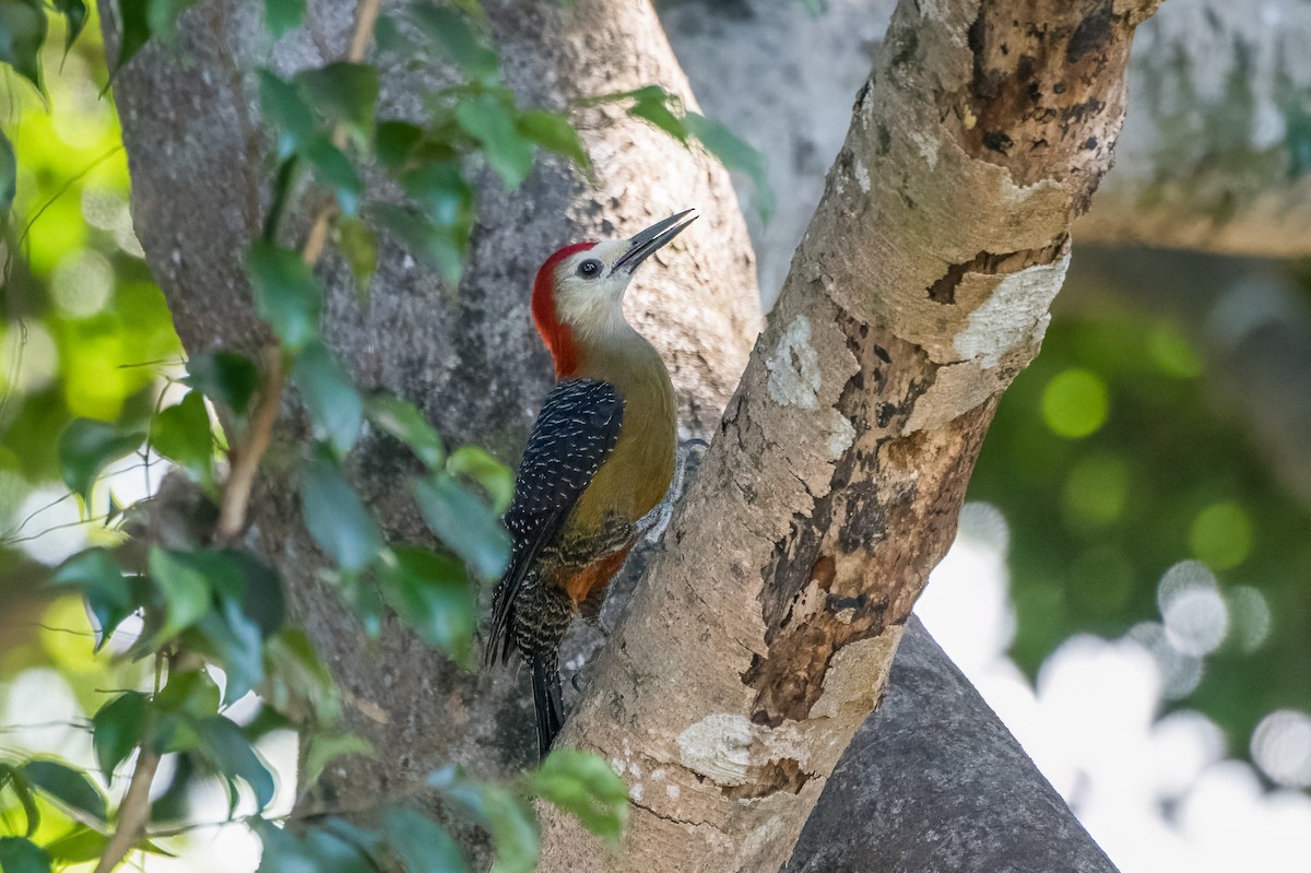 Jamaican Woodpecker - ML615464632