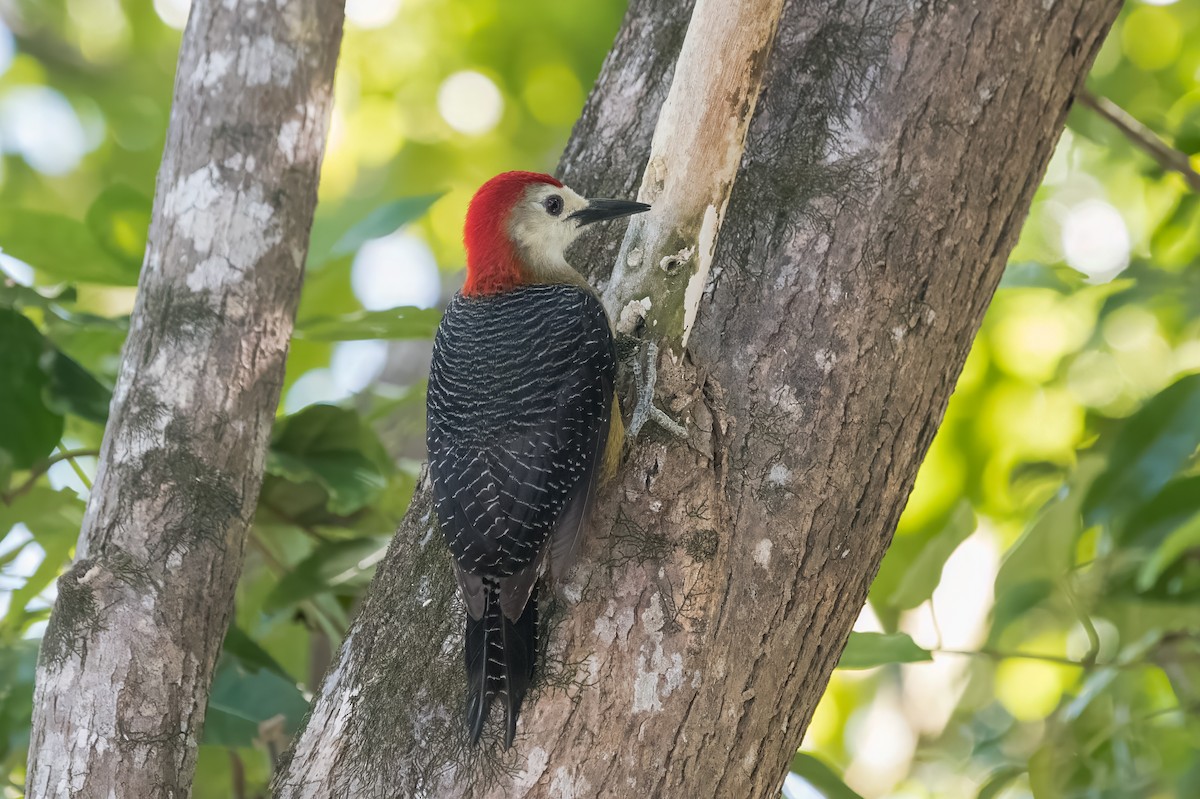 Jamaican Woodpecker - ML615464633