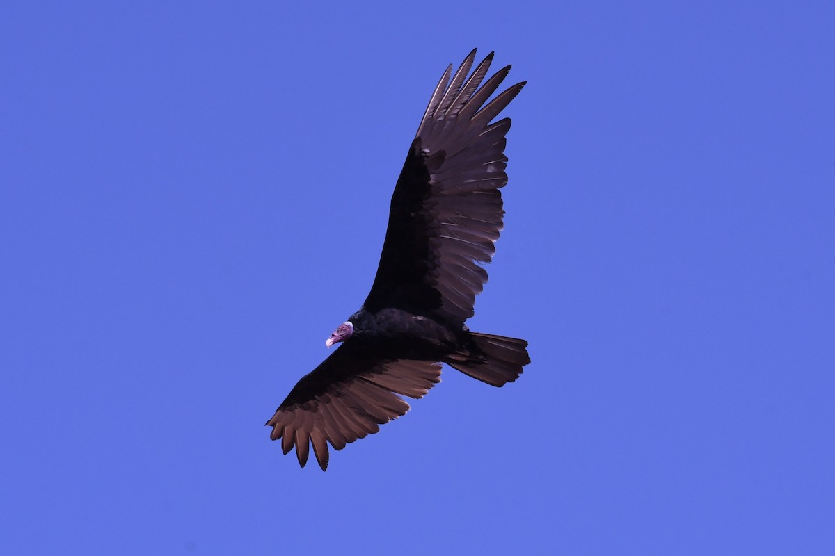 Turkey Vulture - ML615464660