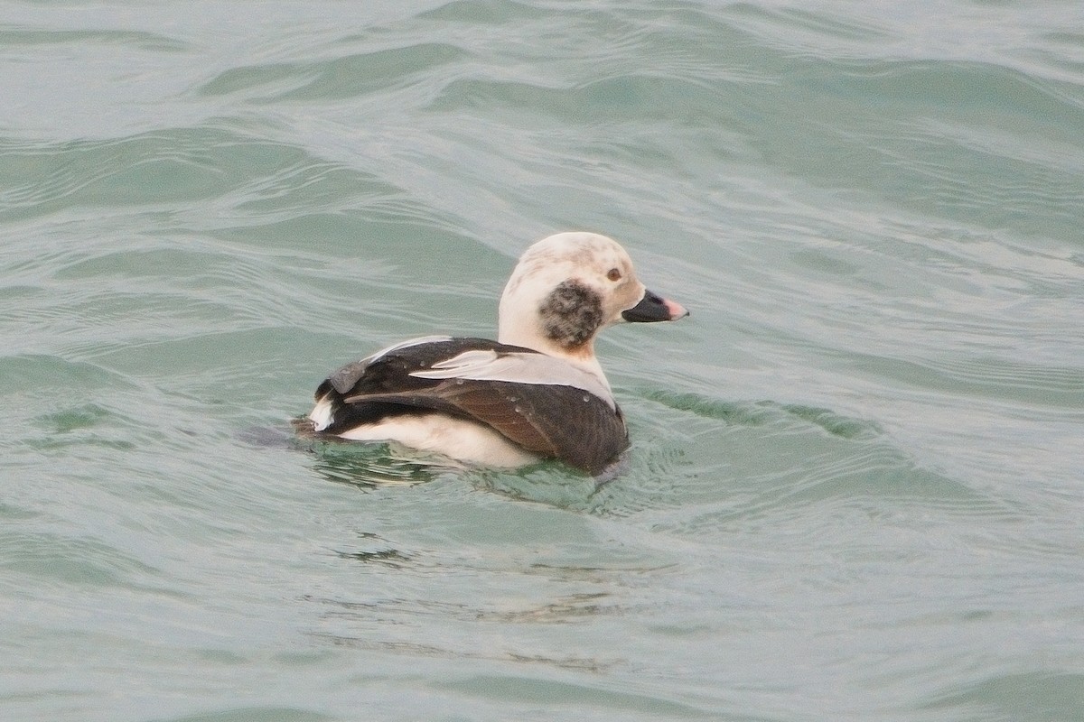 Long-tailed Duck - ML615464755