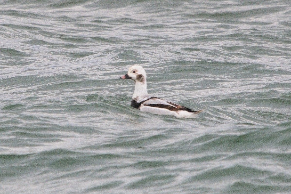 Long-tailed Duck - ML615464756