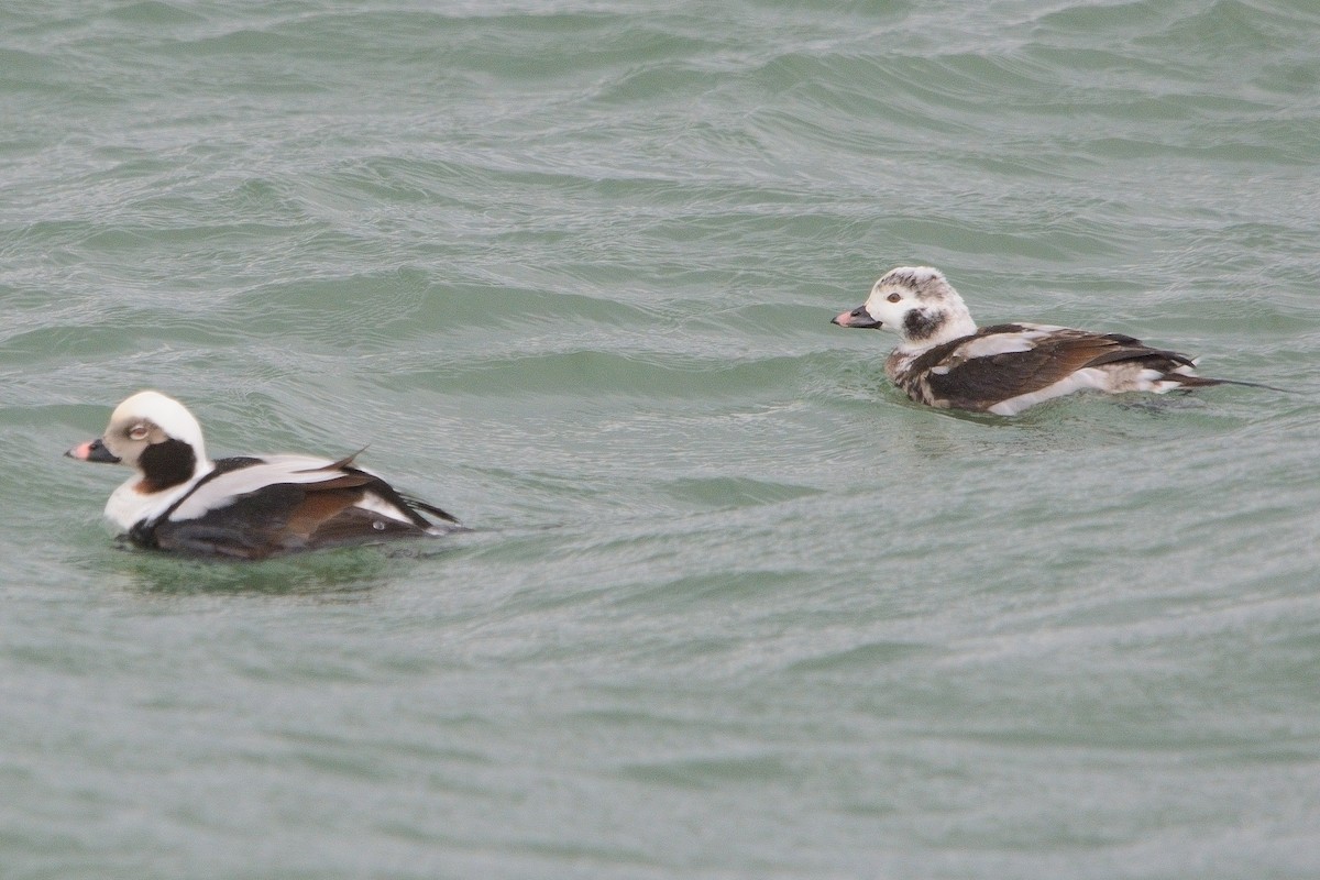 Long-tailed Duck - ML615464757