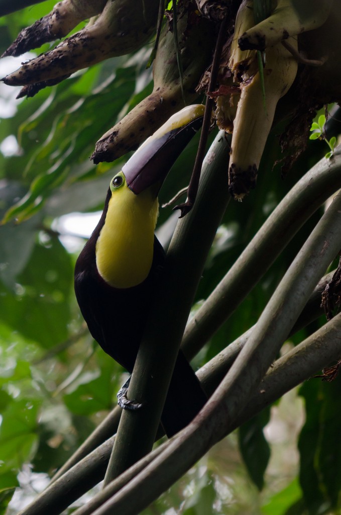 Yellow-throated Toucan (Chestnut-mandibled) - ML615465010