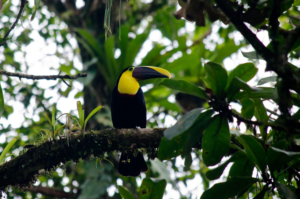 Yellow-throated Toucan (Chestnut-mandibled) - ML615465129