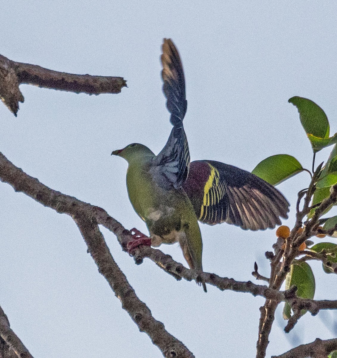 Thick-billed Green-Pigeon - Richard Thunen