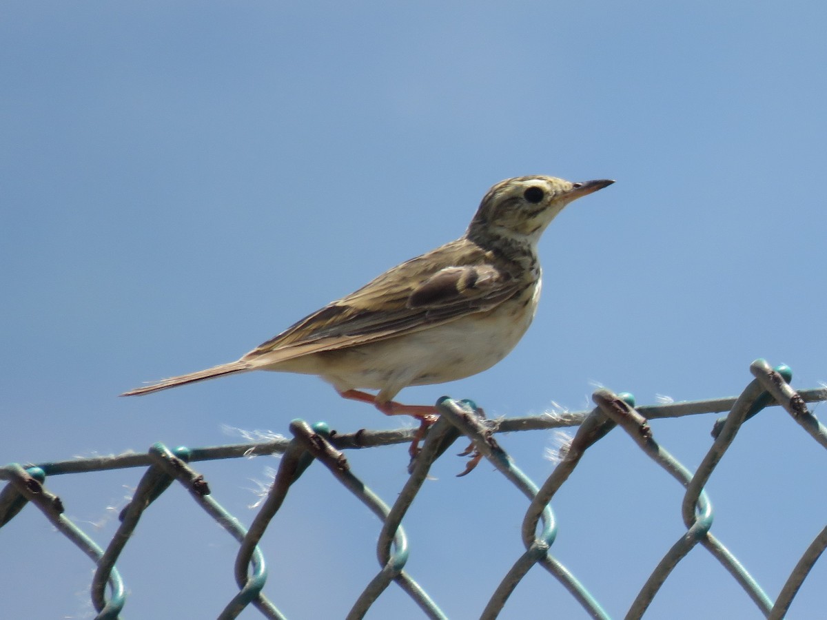 African Pipit (African) - ML615465186