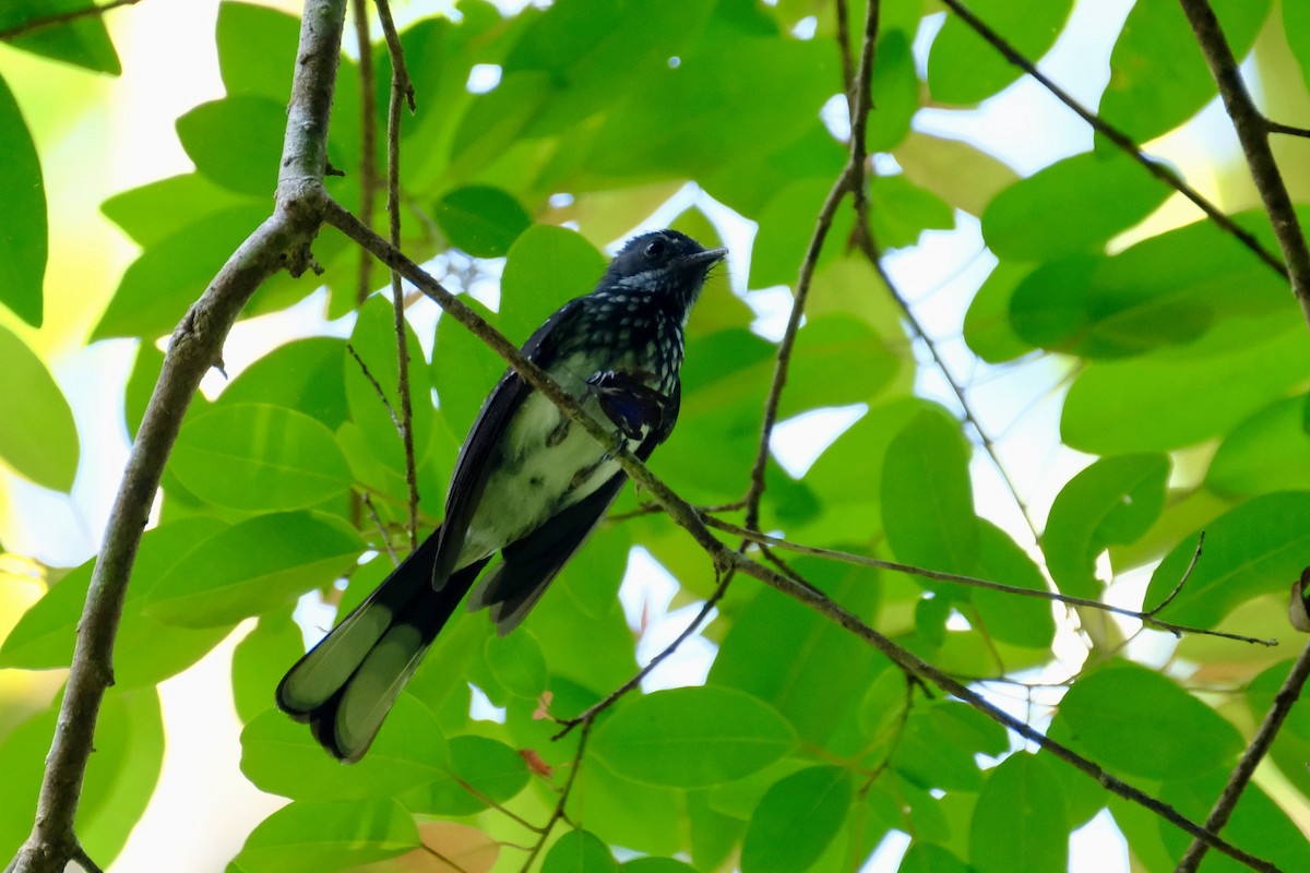Spotted Fantail - ML615465284