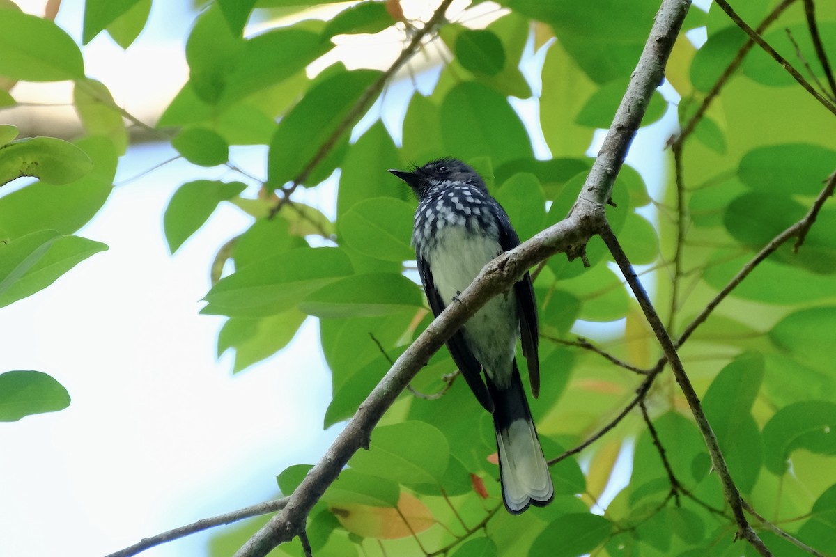 Spotted Fantail - ML615465286