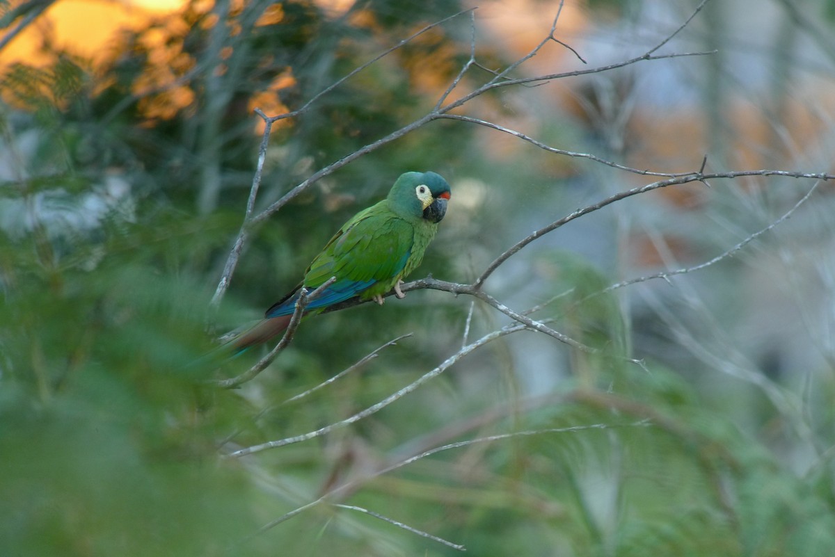 Blue-winged Macaw - ML615465311
