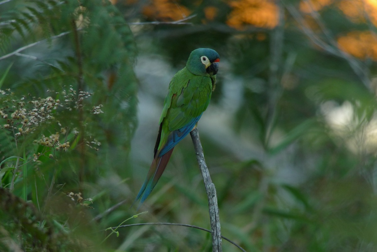 Blue-winged Macaw - ML615465314