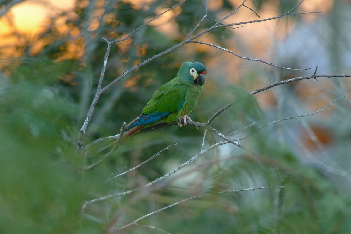 Blue-winged Macaw - ML615465315