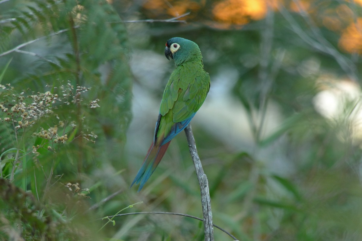 Blue-winged Macaw - ML615465316