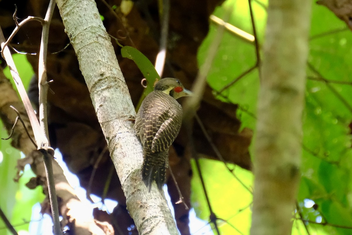 Buff-necked Woodpecker - ML615465348