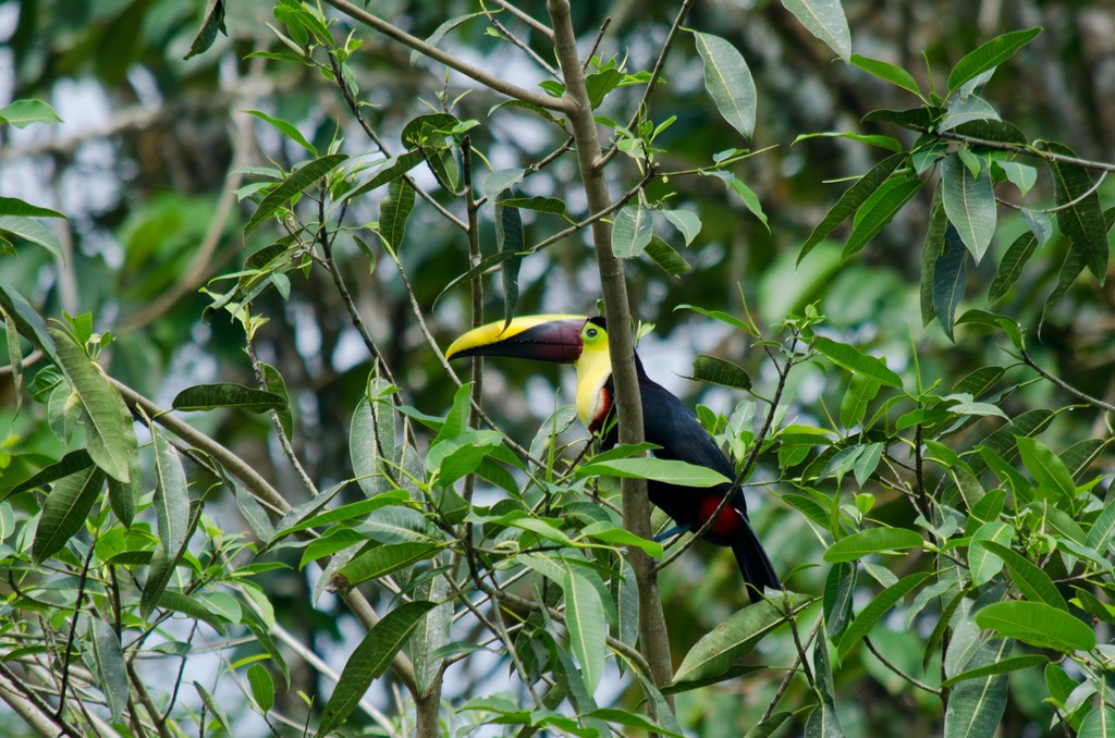 Yellow-throated Toucan (Chestnut-mandibled) - ML615465358