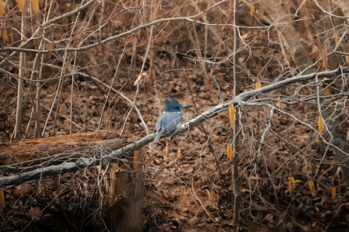 Belted Kingfisher - ML615465544