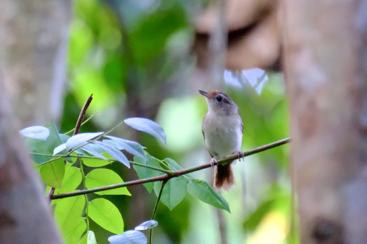 Scaly-crowned Babbler - I-Ju Chen