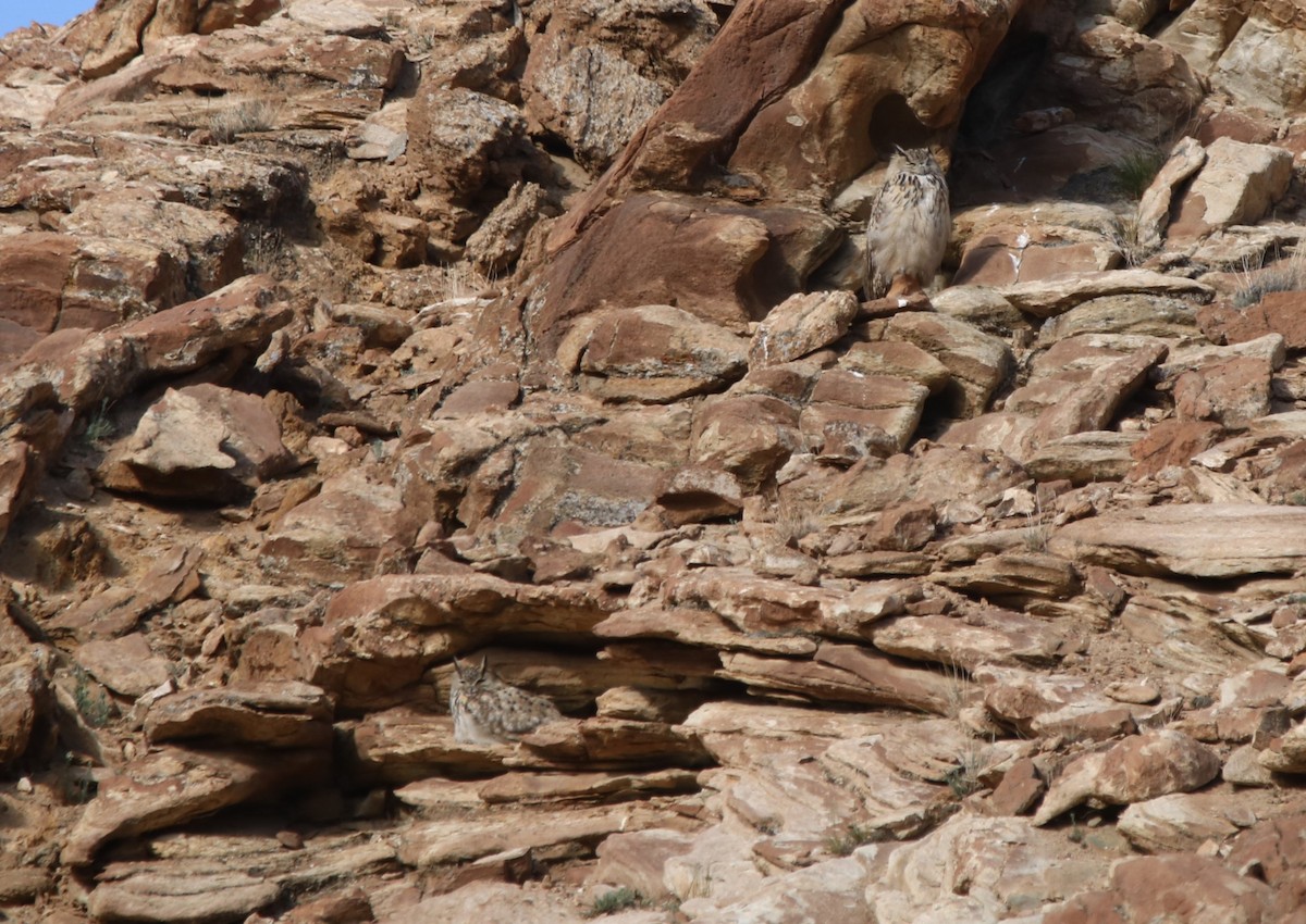 Eurasian Eagle-Owl - ML615465886