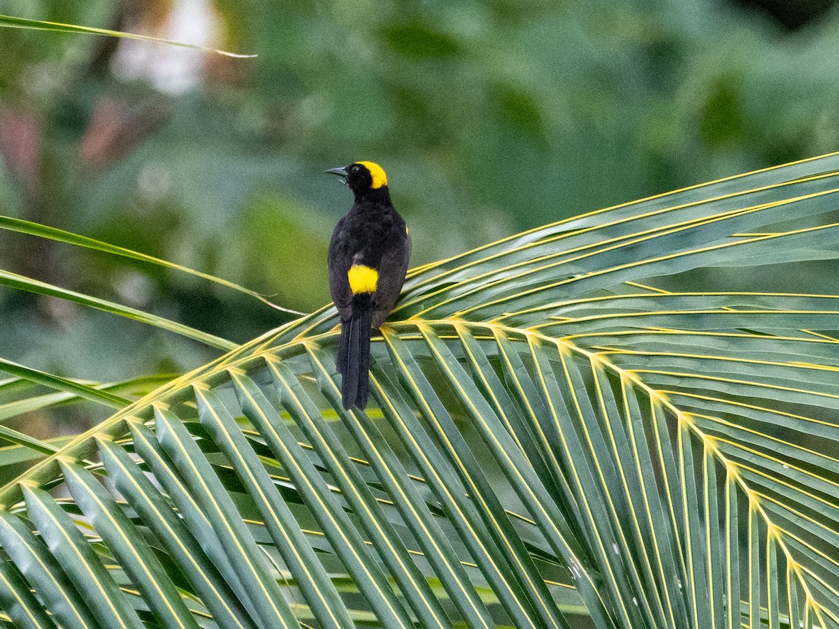Yellow-rumped Cacique - ML615465958