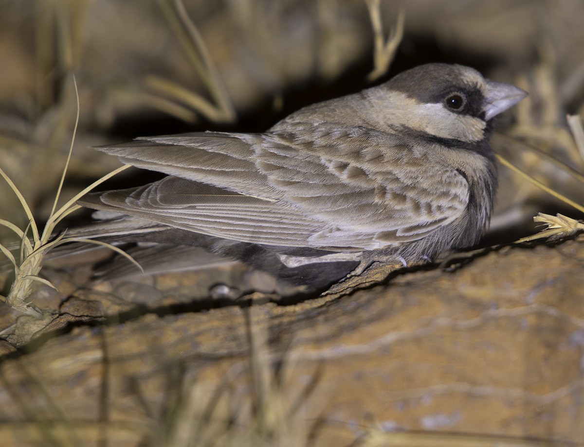 Black-crowned Sparrow-Lark - ML615466012