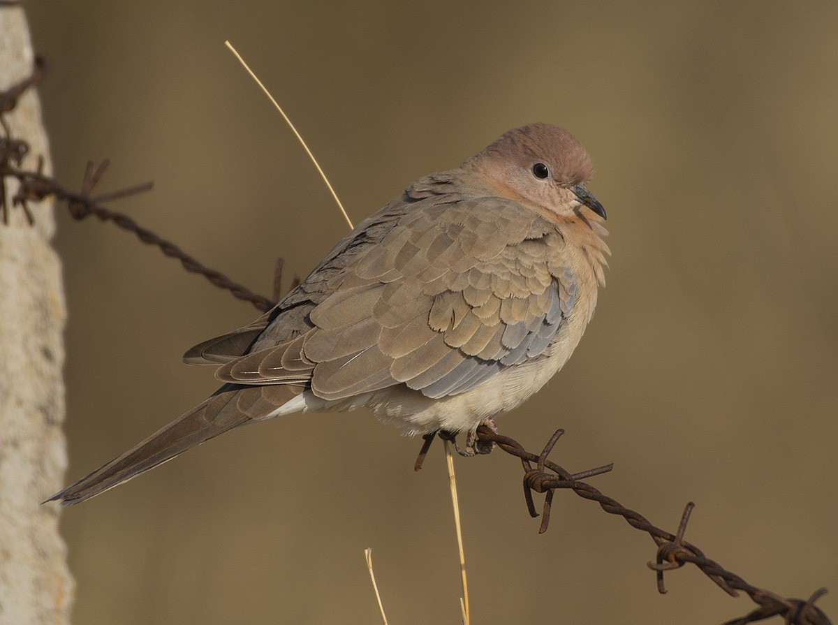 Laughing Dove - ML615466116