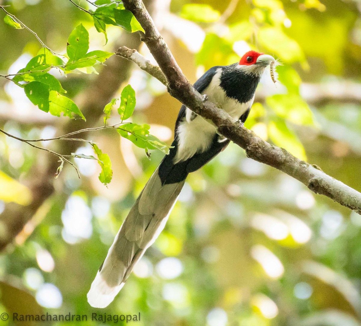 Red-faced Malkoha - ML615466258