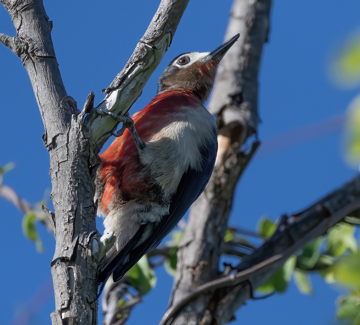 Puerto Rican Woodpecker - ML615466355