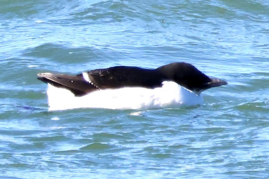 Thick-billed Murre - ML615466602