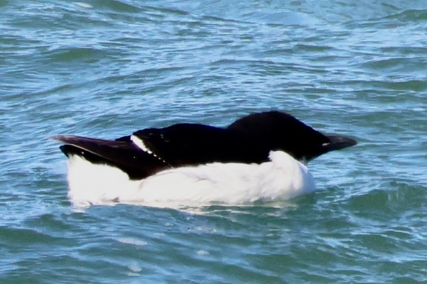 Thick-billed Murre - ML615466603