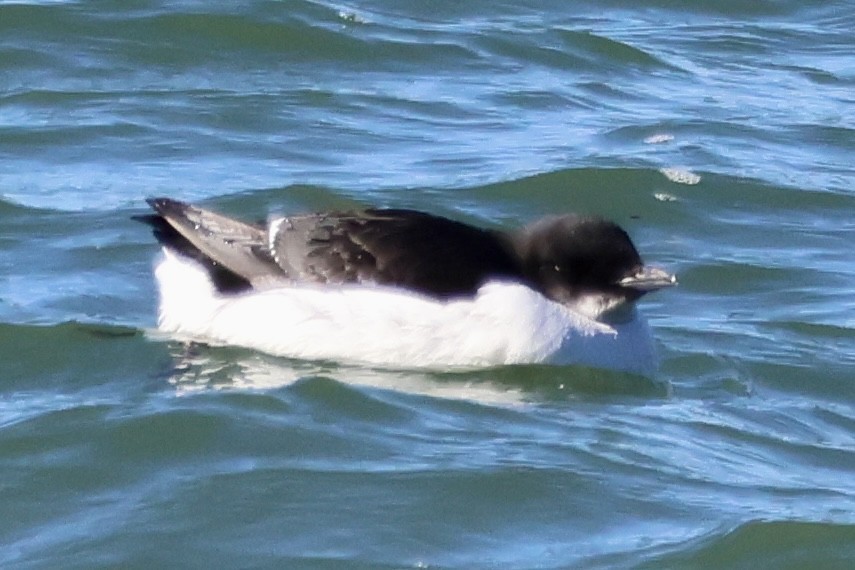 Thick-billed Murre - ML615466604