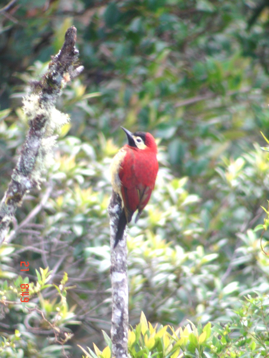 Crimson-mantled Woodpecker - Bob Hargis