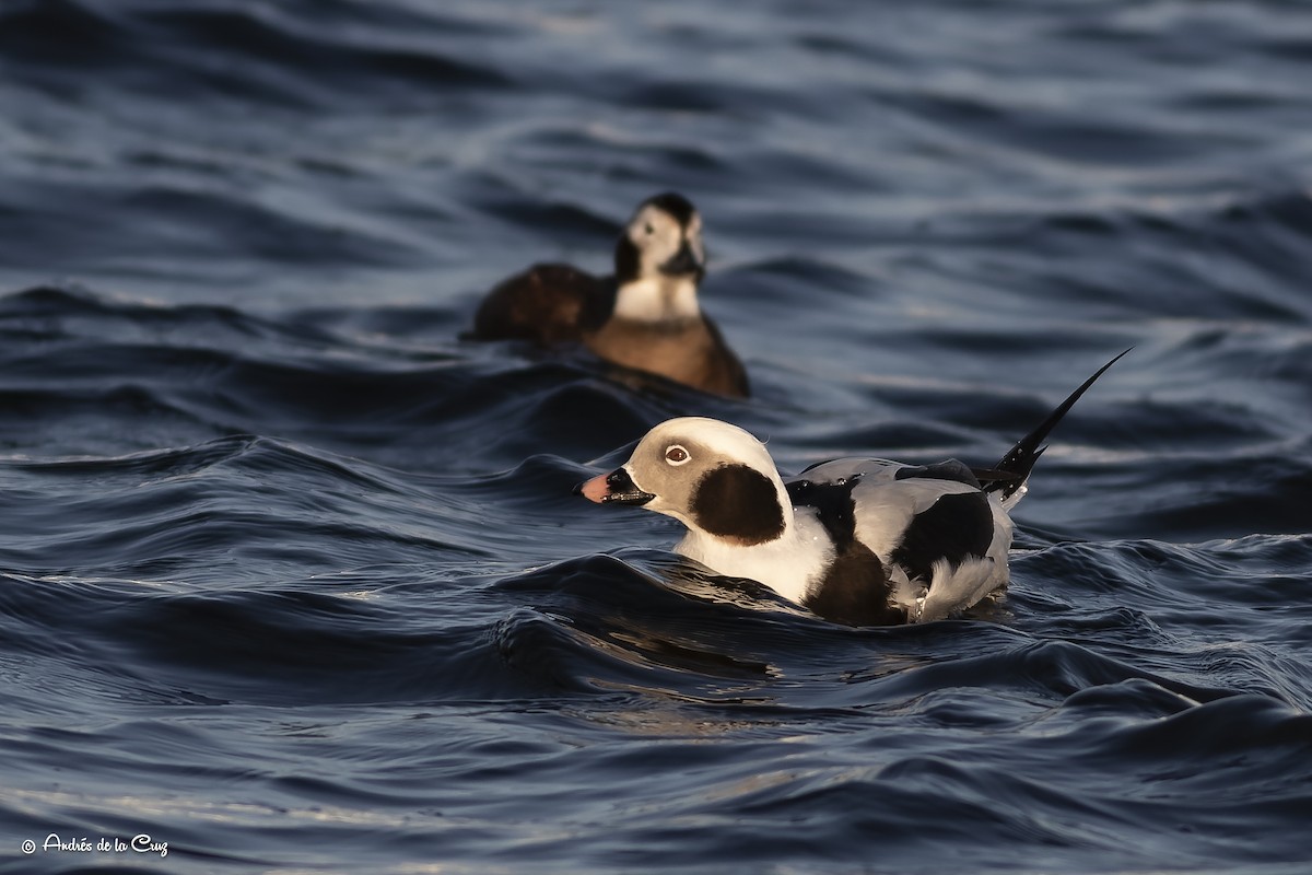 Long-tailed Duck - ML615467173