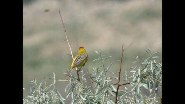 Red-headed Bunting - ML615467184