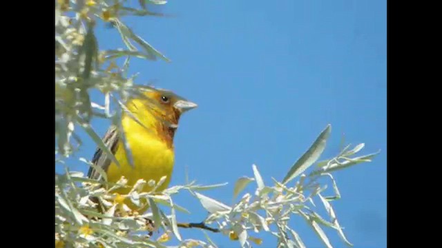 Red-headed Bunting - ML615467201