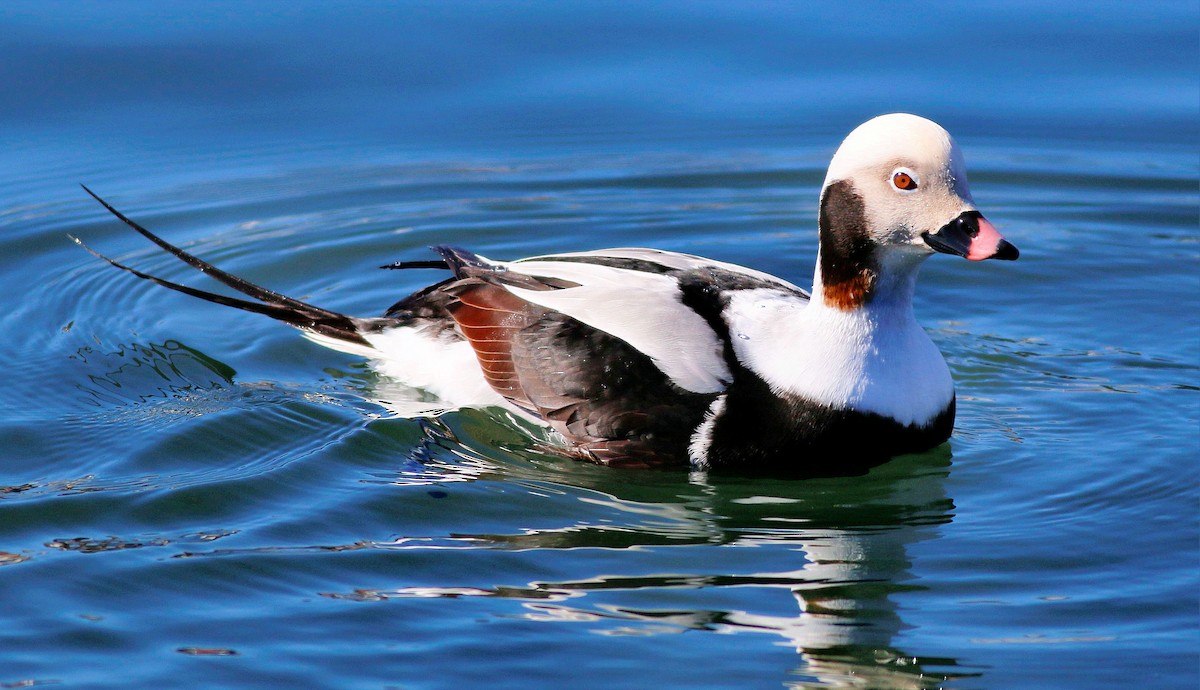 Long-tailed Duck - ML61546721