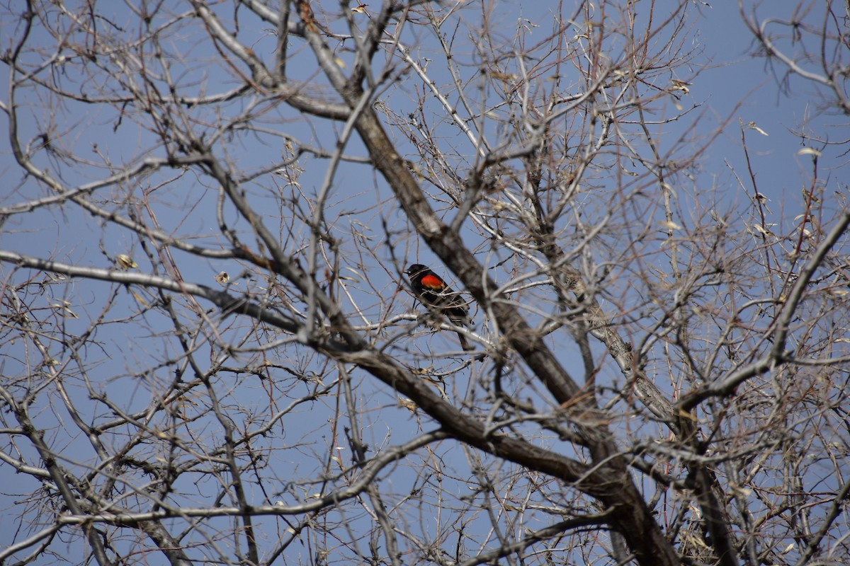 Red-winged Blackbird - ML615467230