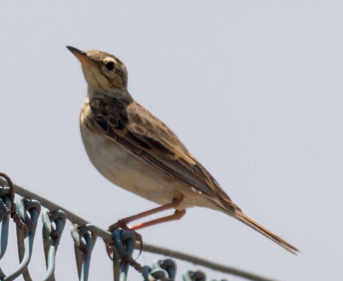 African Pipit (African) - ML615467233