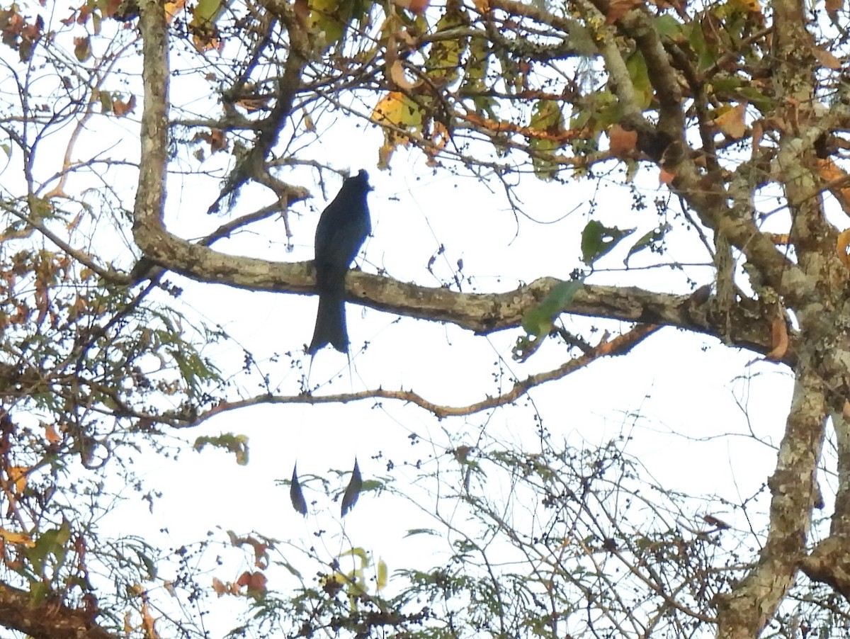 Greater Racket-tailed Drongo - ML615467323