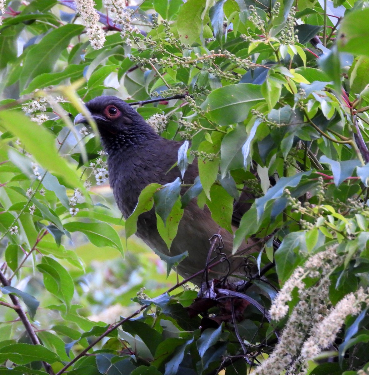 West Mexican Chachalaca - ML615467406